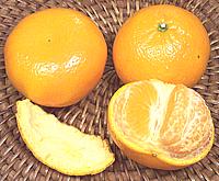 Clementine