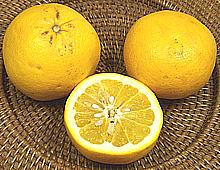 Cocktail Grapefruit