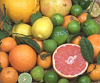 Citrus