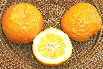 Sour Orange