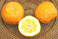 Bitter Orange