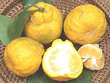 Satsuma Mandarin