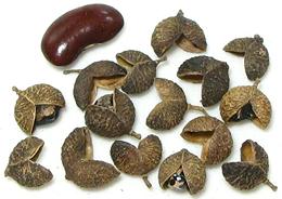 Teppal Seed Pods