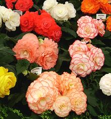 Begonia Flowers