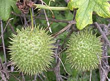Wild Cucumber