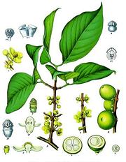 Drawing of Plant