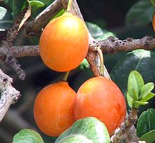 African Mangosteen Fruit on Tree