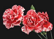 Garden Carnation Flowers