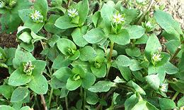Live Chickweed Plant
