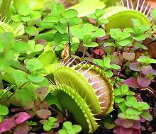 Venus Flytrap Leaves and Traps