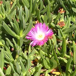 Ice Plants with Flower