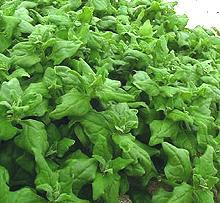 Growing New Zealand Spinach Plants