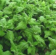 New Zealand Spinach Growing Plants