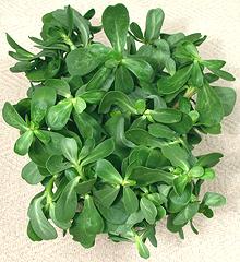 Leafy Stems of Common Purslane