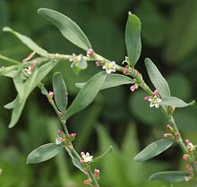 Rau Dang Leaves and Flowers