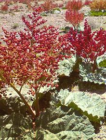 Growing Syrian Rhubarb Plants