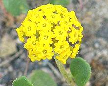 Sand Verbina Flowers