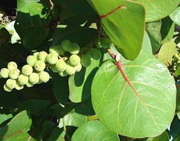 Seagrape Leaves and Fruit