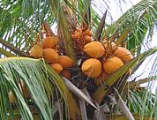 Coconuts