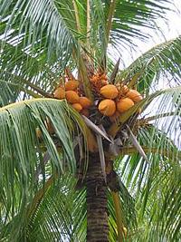 Coconut Palm with Nuts