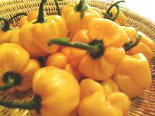 Fresh yellow chilis