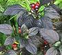 Black Pearl Chilis on Plant