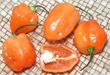 Orange Habanero Chilis