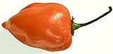 Habanero