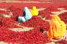Drying Chilis in India