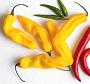Whole Yellow Madame Jeanette Chilis