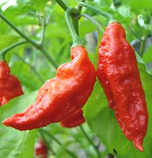 Red Ghost Chilis on Plant