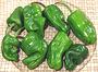 Fresh Green Padron Peppers