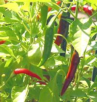 Chilis on plant