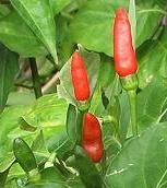 Piri Piri Chilis on Plant