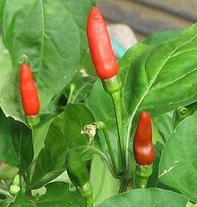 Small Red Bird Chilis on plant
