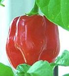 Red Savina