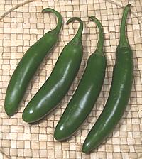 Serrano