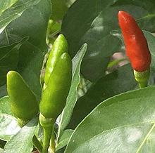 Ripening Labuyo Chilis