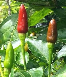 Hot Sili Chilis