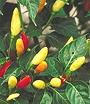 Tabasco Chilis on Plant