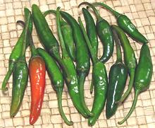 Rat Turd Chilis