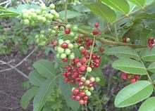 Brazilian Pepper