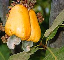 Whole Cashew Fruit on Tree