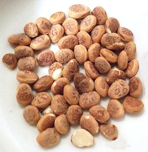 Pile of Charoli Nuts