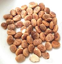 Shelled Charoli Nuts