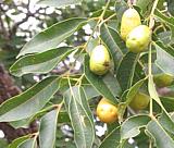 Hog Plum