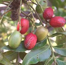 Kaffir Plum Fruit on Tree