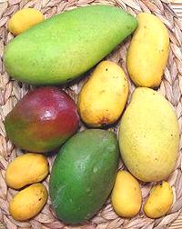 Mix of Mango Fruits