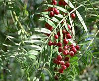 Peruvian Pepper