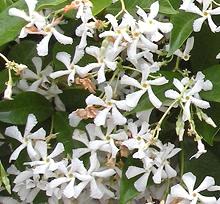 Live Star Jasmine shrub in bloom